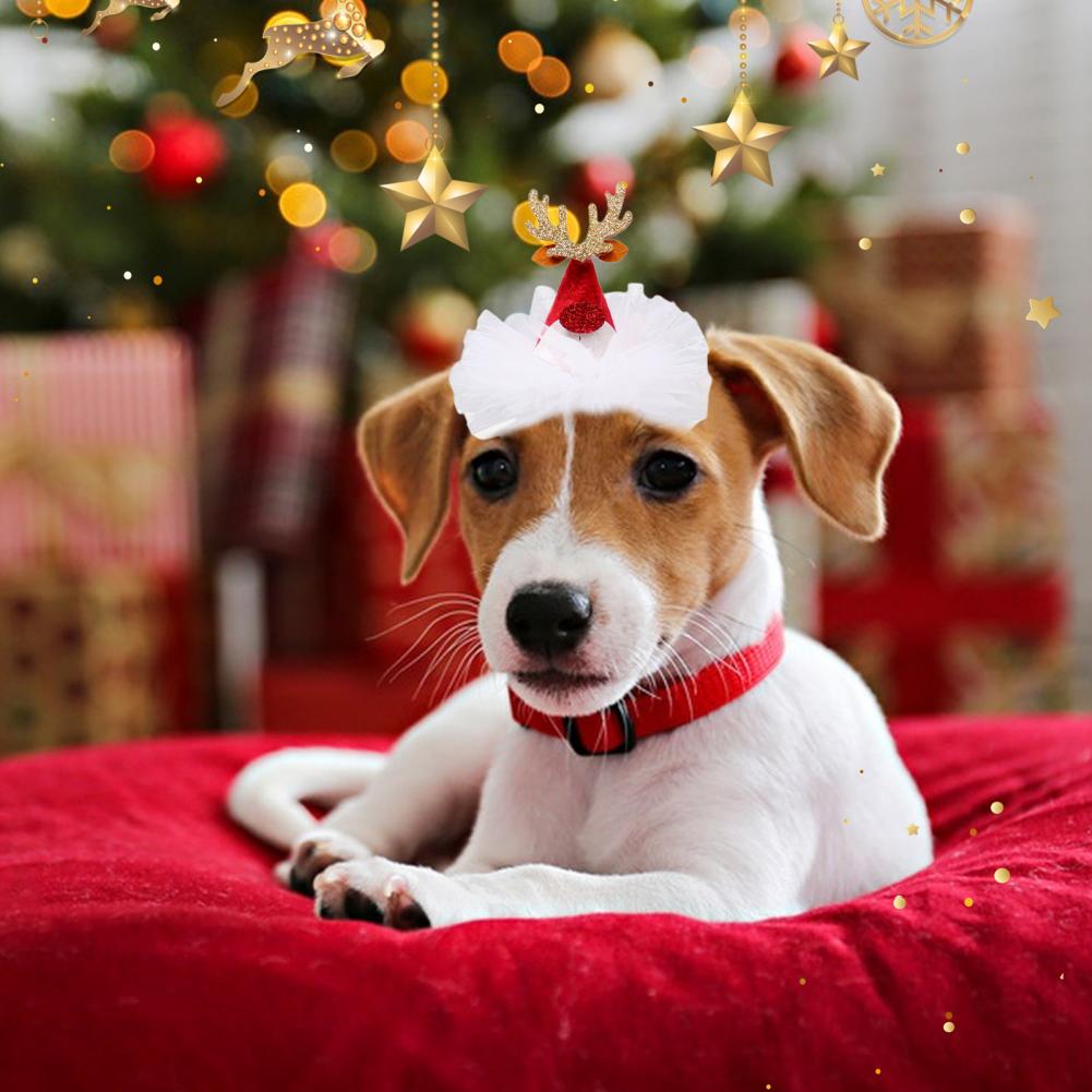 Pretty Pet Hat Lace 4 Headgear