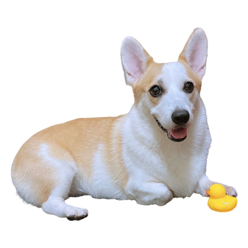 Pet Chewing Yellow Duck Toys