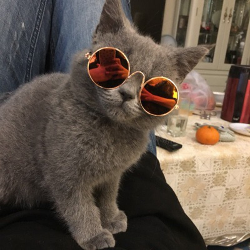 Cool Funny Kitten Sunglasses