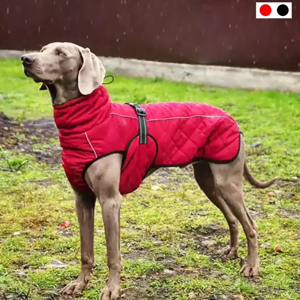 Dog Outdoor Jacket Waterproof