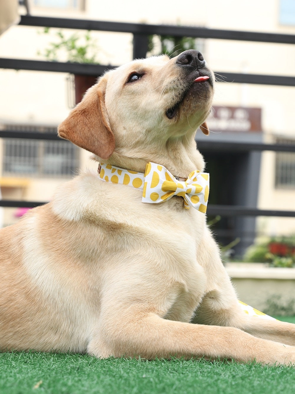 The Lemon Yellow Dog Collar with Bow Tie Plastic Buckle