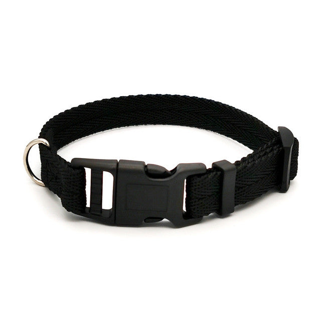 Nylon Webbing Dog Collar